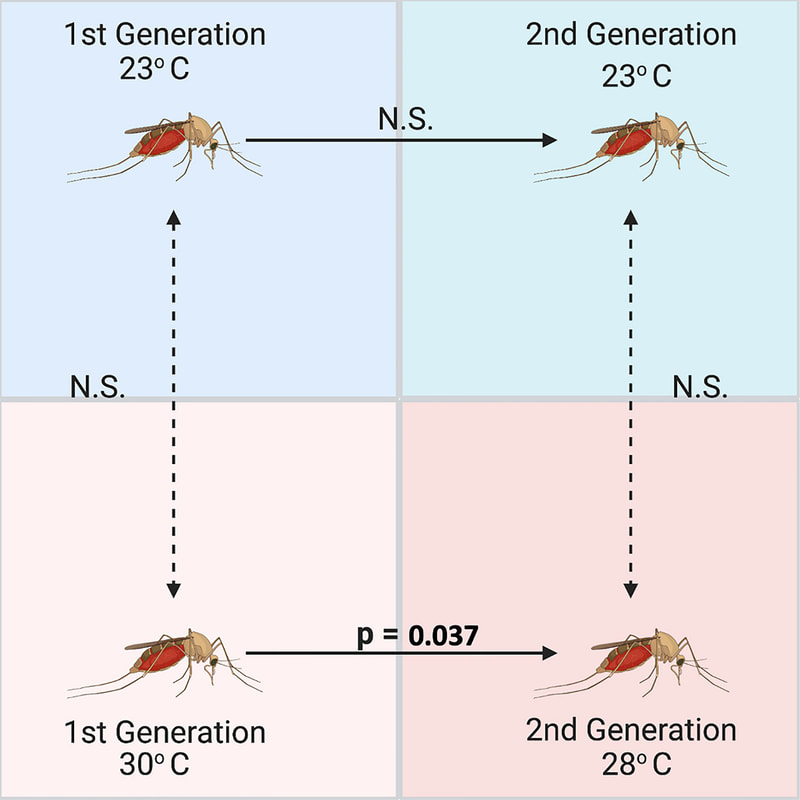 Significant differences across generations between relative abundances of Wolbachia (wsp gene) in Culex quinquefasciatus measured using qPCR and standardized with 18S as a housekeeping gene (n = 5 mosquito adults per group). Culex were reared over two generations at a low (23°C) and high (30/28°C) temperature, but Wolbachia was only significantly different between generations at the high temperature treatment based on an ANOVA comparing the Wolbachia abundances and a subsequent Tukey’s HSD multiple comparisons test (n=19, St. Error=0.95, p=0.037).