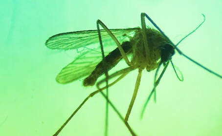 Mosquito Under Microscope